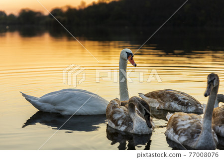 Swans on the lake in nature at beautiful sunset 77008076