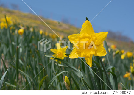Yellow daffodil flowers blooming on the slope Yellow daffodil flowers blooming on the slope 77008077