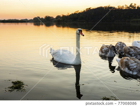 Swans on the lake in nature at beautiful sunset Swans on the lake in nature at beautiful sunset 77008086