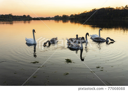 Swans on the lake in nature at beautiful sunset Swans on the lake in nature at beautiful sunset 77008088