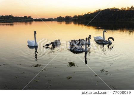 Swans on the lake in nature at beautiful sunset 77008089
