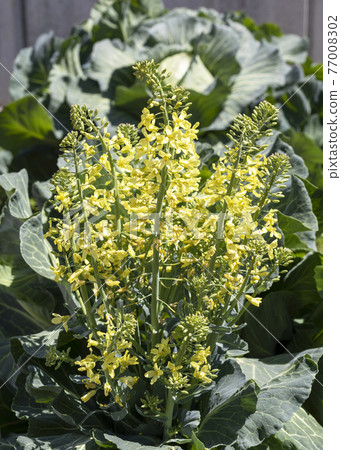 Cabbage flowers Cabbage flowers 77008302