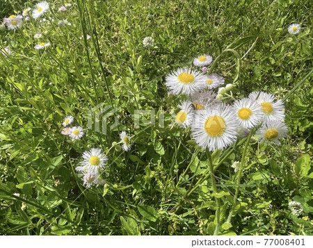 一朵花 一朵花 77008401