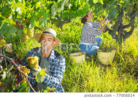 Man gardener picking harvest of grapes in sunny garden Man gardener picking harvest of grapes in sunny garden 77008814
