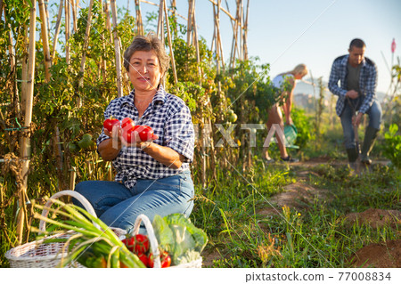 Mature female gardener posing with harvested vegetables 77008834