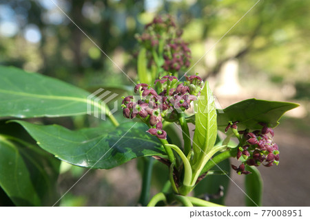 Laurel flower (female flower) March 77008951