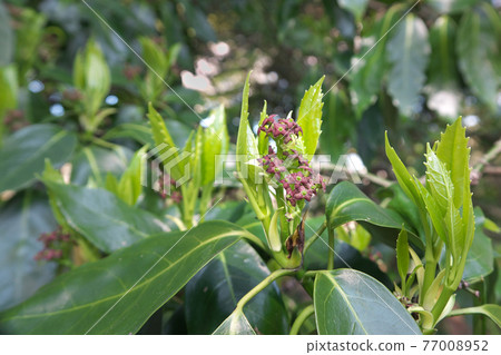 Japanese laurel flowers (female flowers) and young leaves March 77008952