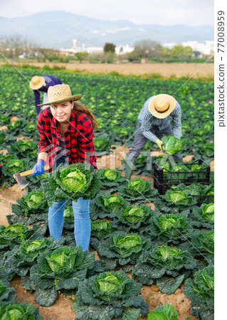 Cheerful girl harvesting savoy cabbage on farm plantation Cheerful girl harvesting savoy cabbage on farm plantation 77008959