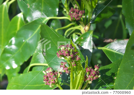 Laurel flower (female flower) March Laurel flower (female flower) March 77008960