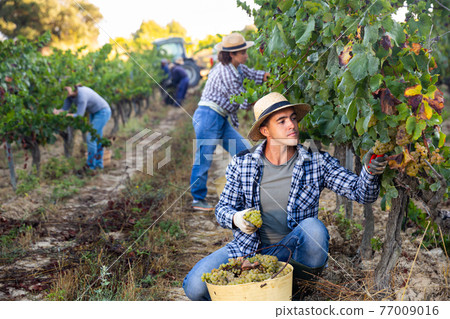 Male farmer harvesting ripe white grapes in vineyard Male farmer harvesting ripe white grapes in vineyard 77009016