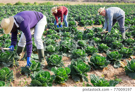 Agricultural workers harvesting ripe savoy cabbage on farm field Agricultural workers harvesting ripe savoy cabbage on farm field 77009197