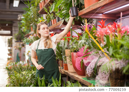 Portrait of skilled woman florist arranging flowers in pots at flower shop Portrait of skilled woman florist arranging flowers in pots at flower shop 77009239