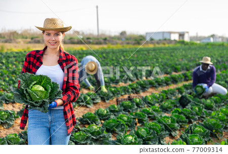 Smiling young female farmer harvesting savoy cabbage Smiling young female farmer harvesting savoy cabbage 77009314