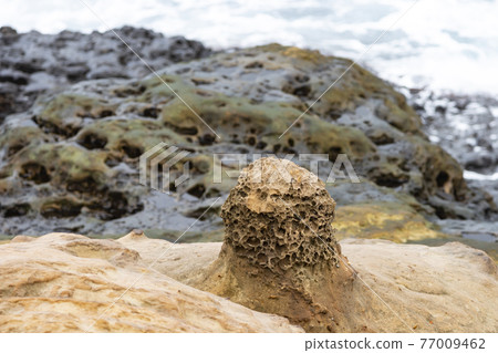 野柳的蜂窩岩 野柳的蜂窩岩 77009462