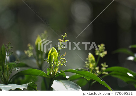 The young leaves of Aoki and the flowers that have begun to bloom (male flowers) were beautiful under the spring sun. 77009531