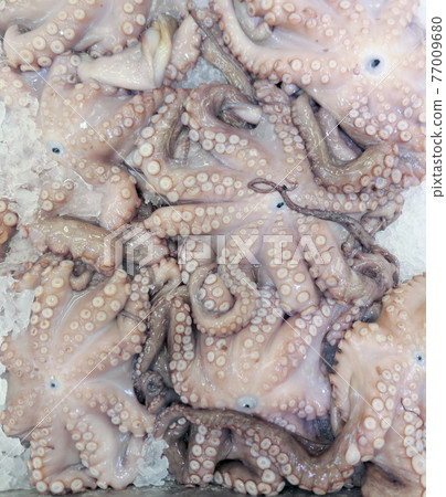Fresh octopuses 77009680