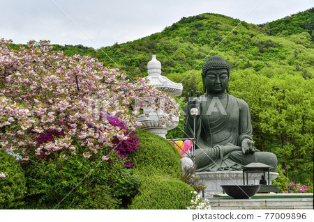 Bronze Amitabha Buddha and double cherry blossoms at Gakwonsa Temple in Cheonan Bronze Amitabha Buddha and double cherry blossoms at Gakwonsa Temple in Cheonan 77009896