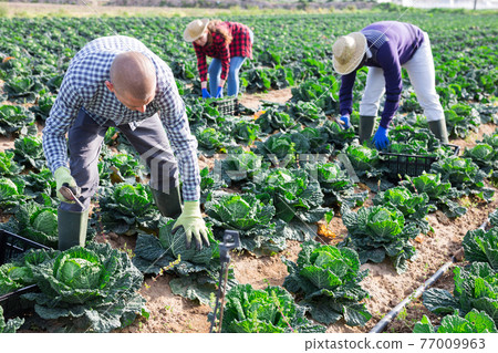 Team of farm workers harvesting savoy cabbage on field 77009963