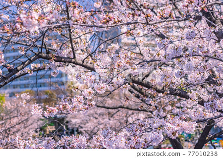 Cherry Blossoms	 77010238