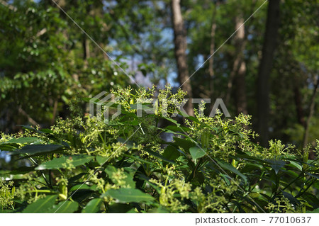 Aoki, where many small flowers have begun to bloom, is a male plant Aoki, where many small flowers have begun to bloom, is a male plant 77010637