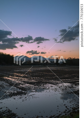 Dawn [Paddy field wet with water] 77010653