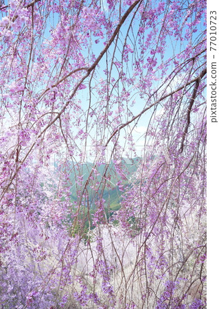 Cherry blossom mountain river Cherry blossom mountain river 77010723