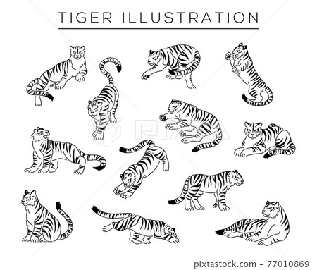 手繪老虎插圖集 77010869