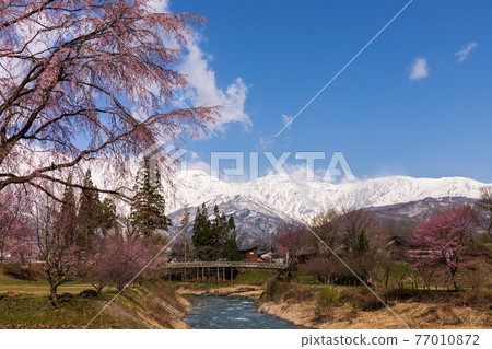 Northern Alps covered with cherry blossoms and snow from Oide Park Northern Alps covered with cherry blossoms and snow from Oide Park 77010872