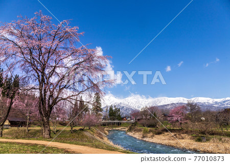 大出公園的櫻花和雪覆蓋的北阿爾卑斯山 大出公園的櫻花和雪覆蓋的北阿爾卑斯山 77010873