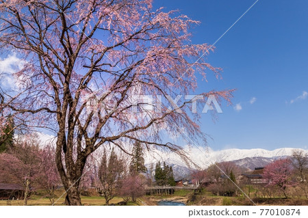 大出公園的櫻花和雪覆蓋的北阿爾卑斯山 大出公園的櫻花和雪覆蓋的北阿爾卑斯山 77010874