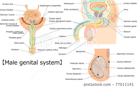 Male genital structure English illustration 77011141