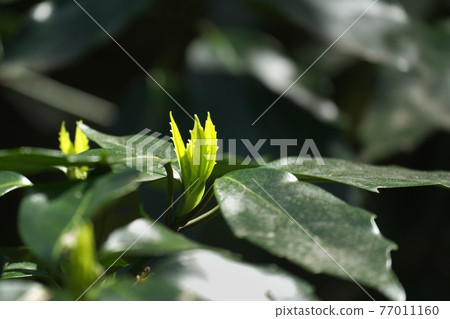 青木的嫩葉在春日三月閃耀 77011160