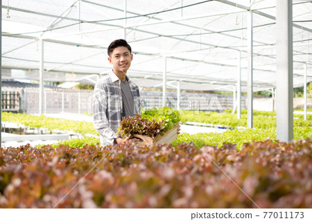 Hydroponics, Asian man holding vegetable basket standing on a farm, growing commercial organic vegetables, small business entrepreneurs. Organic vegetables growing concept 77011173