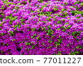 Spring at Cheongju Munui Cultural Heritage Complex 77011227
