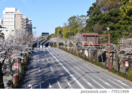 東京都千代田區九段，靖國神社旁，春櫻盛開 77011409