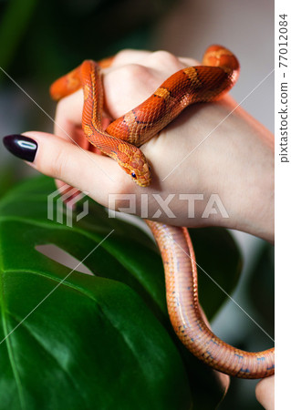 Corn snake wrapped around woman hand Corn snake wrapped around woman hand 77012084