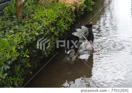 大雨過後，黑柴犬走在水下的道路上 77012691