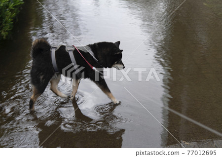 Road submerged after heavy rain 77012695