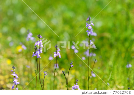 Spring wildflowers blooming all over 7 77012708