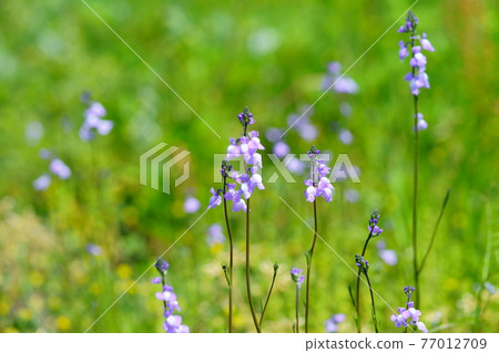 Spring wildflowers blooming all over 8 77012709