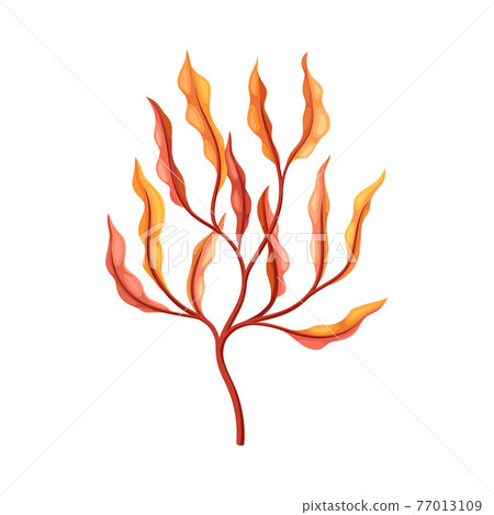 Coral as Marine Invertebrate from Ocean Bottom Vector Illustration 77013109