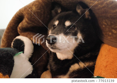 Black Shiba Inu wrapped in a futon Black Shiba Inu wrapped in a futon 77013139