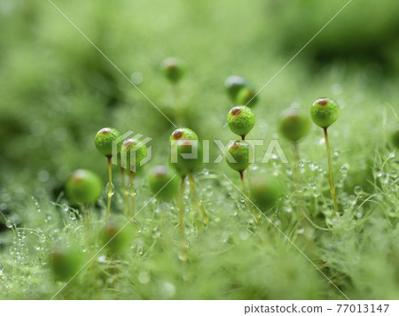 一個可愛的毛茸茸的 bartramia 皮條客 77013147