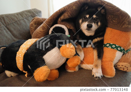 裹在蒲團裡的黑色柴犬 77013148