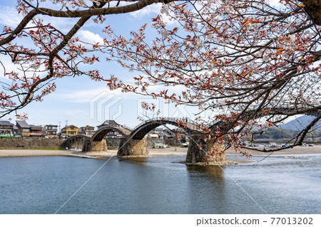 Kintaikyo Bridge and Sakura Flowering Standard Tree in Iwakuni City, Yamaguchi Prefecture 77013202