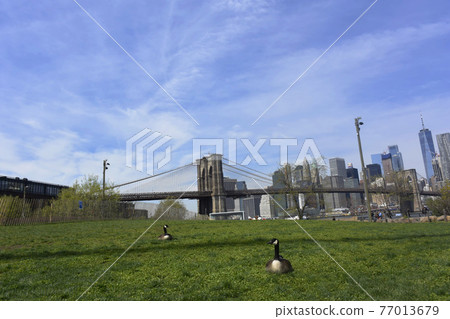 Brooklyn Bridge, New York Birds sitting on the lawn 77013679
