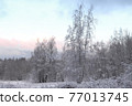 Winter forest landscape. 77013745