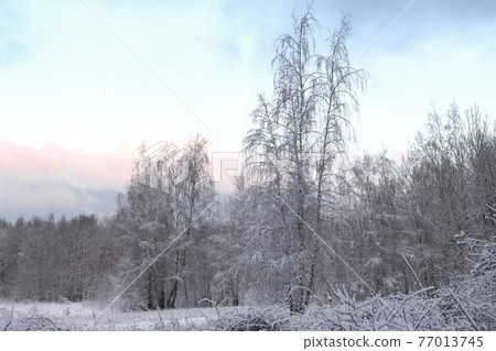 Winter forest landscape. Winter forest landscape. 77013745