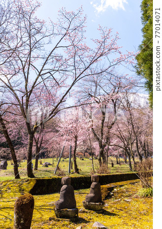 Weeping cherry blossoms and snow in the Northern Alps of Hakuba Sadarinji Temple 77014071