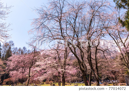 Weeping cherry blossoms and snow in the Northern Alps of Hakuba Sadarinji Temple 77014072
